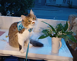 Кошки в Иваново: Потерялся кот Мальчик, Бесплатно - фото 5