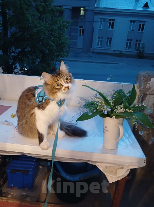 Кошки в Иваново: Потерялся кот Мальчик, Бесплатно - фото 5