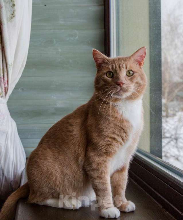 Кошки в Москве: Крупный рыжий кот Сэр Персиваль в добрые руки Мальчик, Бесплатно - фото 3