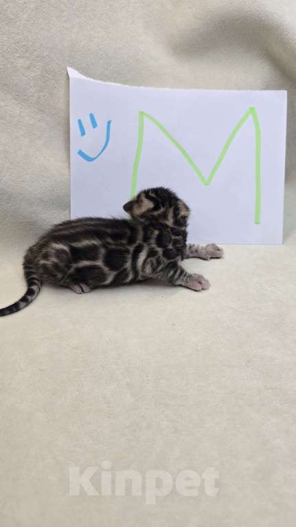 Кошки в Ростове-на-Дону: Бенгальский малыш Мальчик, 60 000 руб. - фото 3