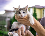 Кошки в Подольске: Котенок в добрые руки Мальчик, Бесплатно - фото 2