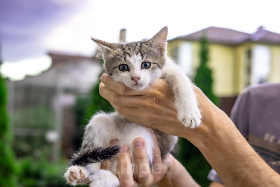 Кошки в Подольске: Котенок в добрые руки Мальчик, Бесплатно - фото 2