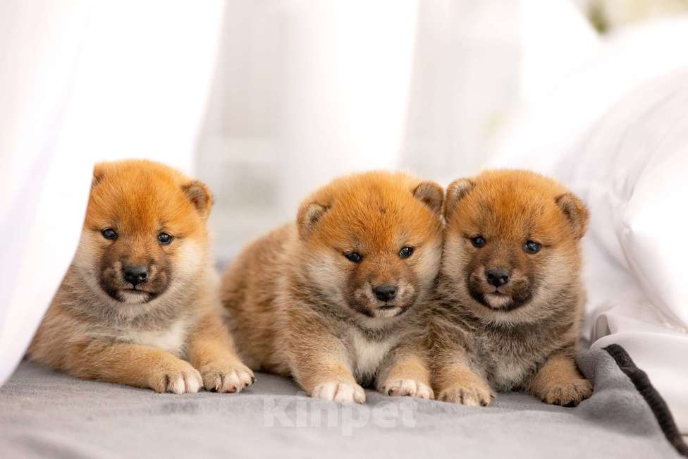 Собаки в Новосибирске: От родителей чемпионов щенки Сиба Ину Девочка, Бесплатно - фото 1