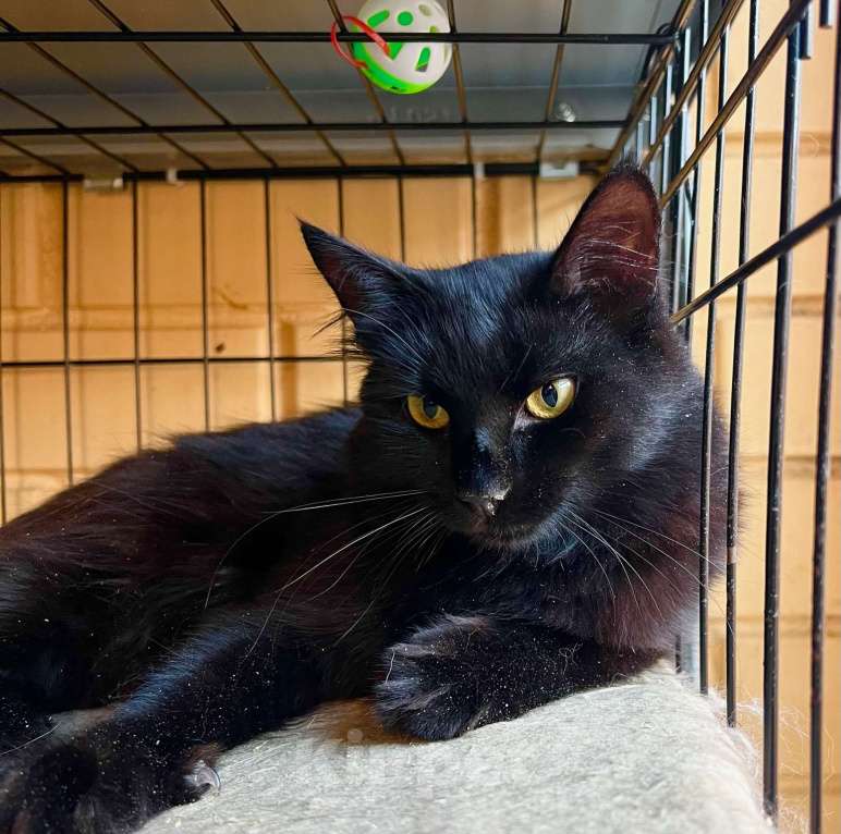 Кошки в Москве: Благородный черный красавец Мишлен в добрые руки Мальчик, Бесплатно - фото 8