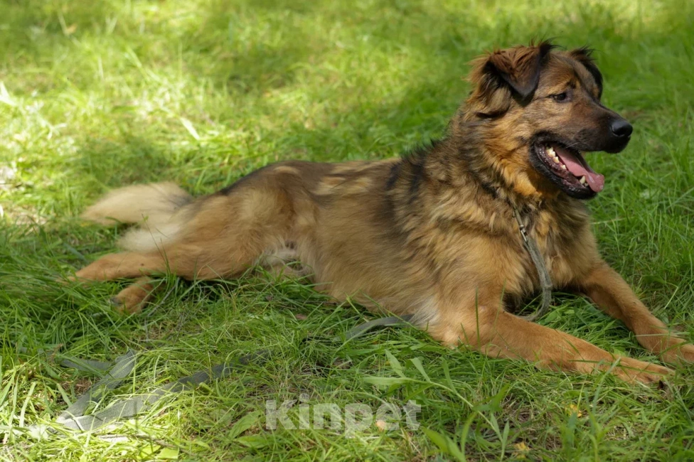 Собаки в Ногинске: Рыже-лохматое солнышко Нильс ищет дом Мальчик, Бесплатно - фото 4