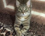 Кошки в Челябинске: Кот Коша Мальчик, Бесплатно - фото 4
