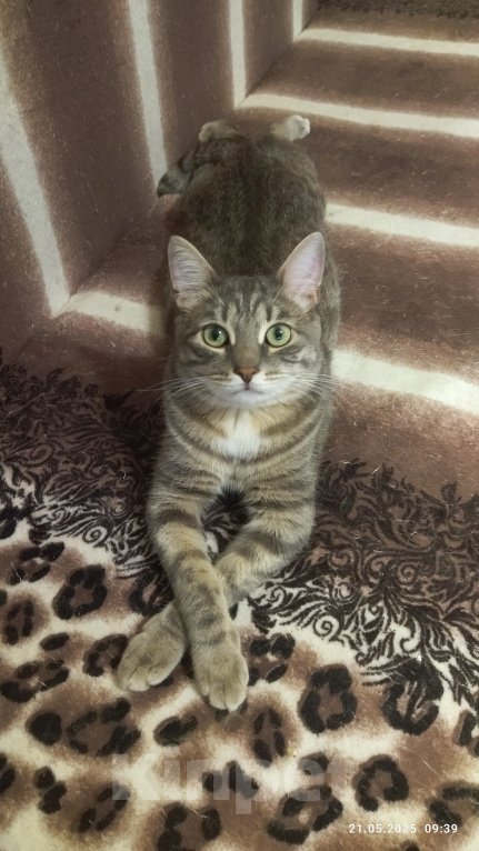 Кошки в Челябинске: Кот Коша Мальчик, Бесплатно - фото 4