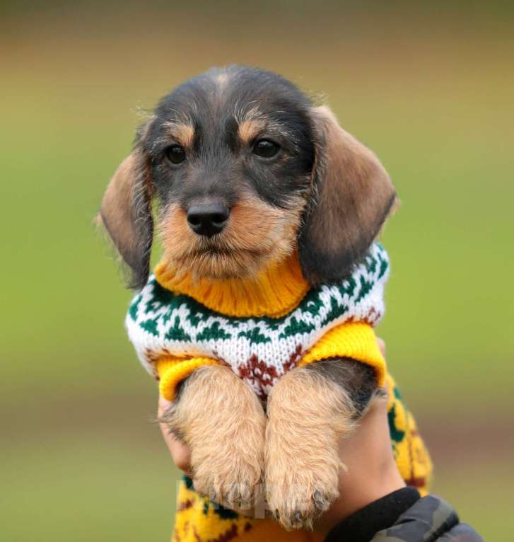 Собаки в Санкт-Петербурге: Щенки жш таксы. Питомник РКФ Девочка, 45 000 руб. - фото 4