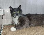 Кошки в Москве: Котенок в добрые руки Девочка, Бесплатно - фото 6