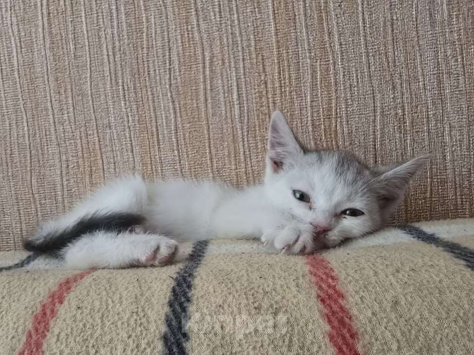 Кошки в Ростове-на-Дону: Девочка 1.5 месяца ищет дом Девочка, Бесплатно - фото 3
