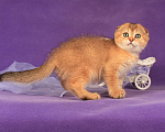 Кошки в Санкт-Петербурге: Золотая кошечка 🎀 скоттиш фолд Девочка, 45 000 руб. - фото 6