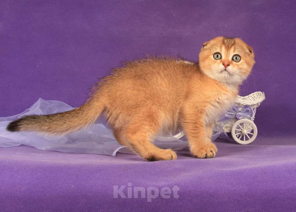 Кошки в Санкт-Петербурге: Золотая кошечка 🎀 скоттиш фолд Девочка, 45 000 руб. - фото 6