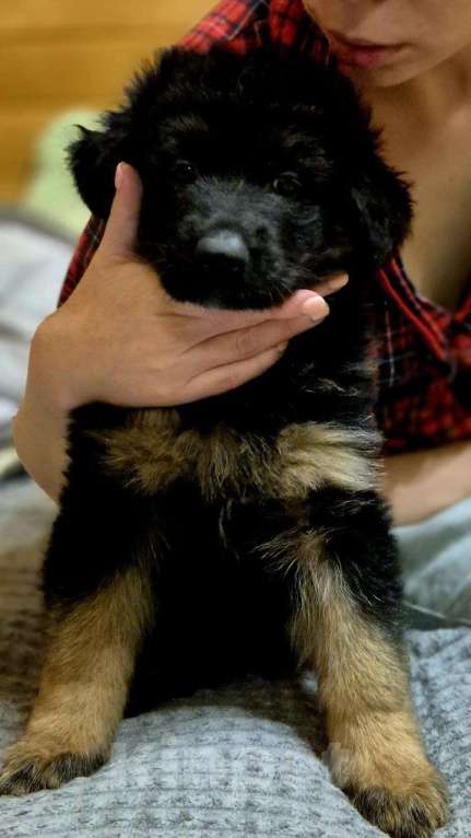 Собаки в других городах Московской области: Немецкая овчарка длинношёрстная Девочка, 55 000 руб. - фото 5