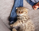 Кошки в Кстово: Британские котята, 1 000 руб. - фото 2