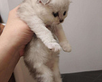 Кошки в Собинке: Вислоухая красотулька., 5 500 руб. - фото 6