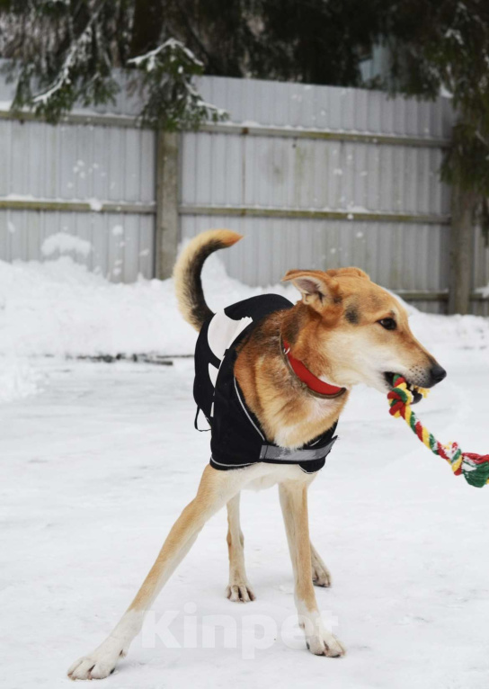 Собаки в Москве: Метис русской гончей ищет дом Мальчик, Бесплатно - фото 4