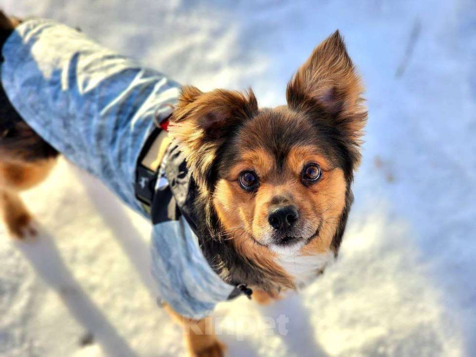 Собаки в Москве: Привет :) Я Бильбо Мальчик, Бесплатно - фото 2