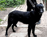 Собаки в Москве: Грустная небольшая  собачка Бритни ищет свою семью Девочка, Бесплатно - фото 5