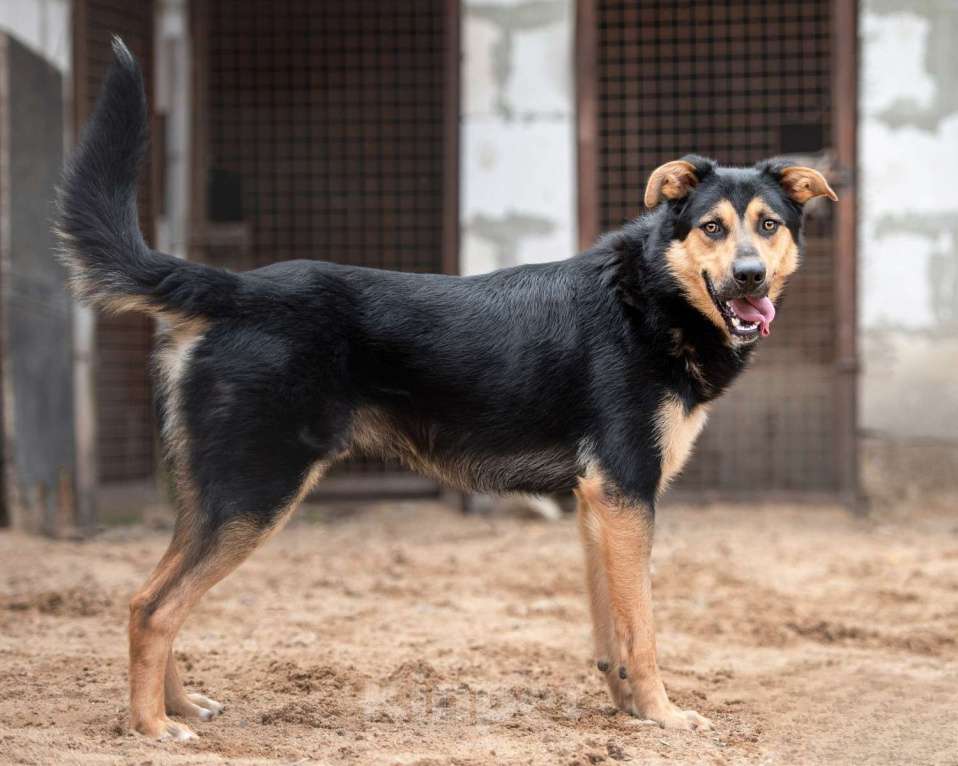 Собаки в Москве: Джек - красивый токсик Мальчик, Бесплатно - фото 7