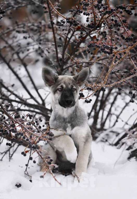 Собаки в Москве: Щенки овчароиды в добрые руки, 1 руб. - фото 3