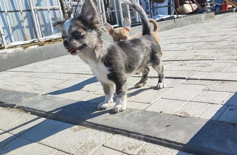 Собаки в Саратове: Красавчик Чихуахуа Мальчик, Бесплатно - фото 5