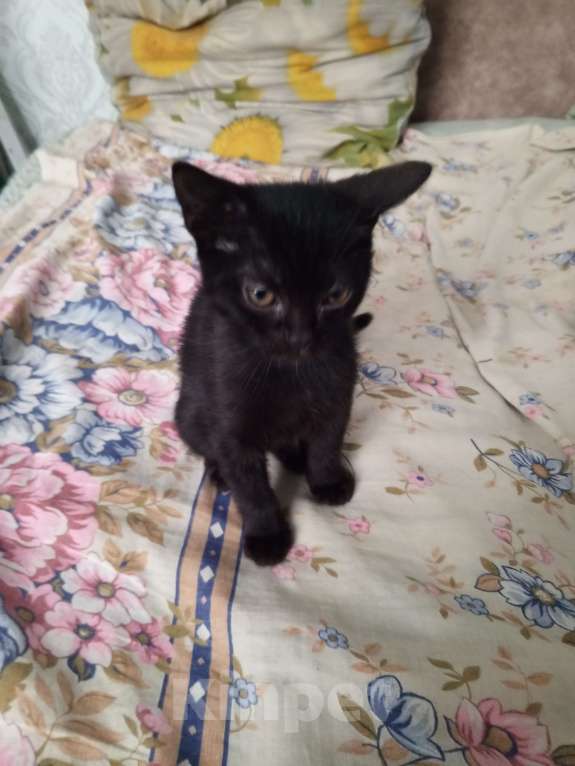 Кошки в Таганроге: отдам в хорошие руки Мальчик, Бесплатно - фото 2