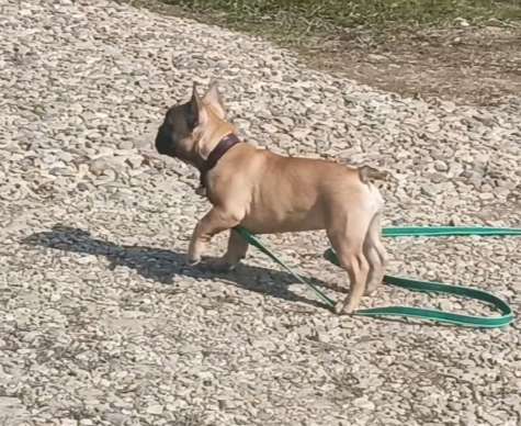 Собаки в Москве: Рыжая девчушка Девочка, 40 000 руб. - фото 4