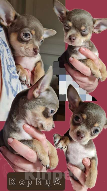 Собаки в Ростове-на-Дону: Щенки чихуахуа. Здоровье, генетика, приучены к пеленке 🐾 Разнополые, 25 000 руб. - фото 4