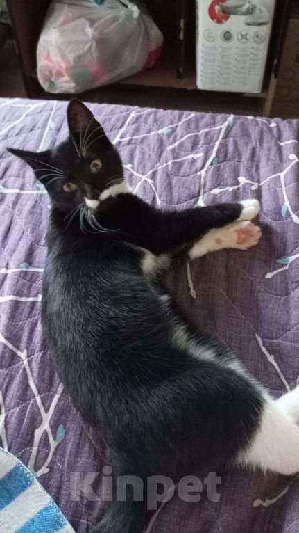 Кошки в Хабаровске: СРОЧНО Котенок в добрый руки Мальчик, Бесплатно - фото 4