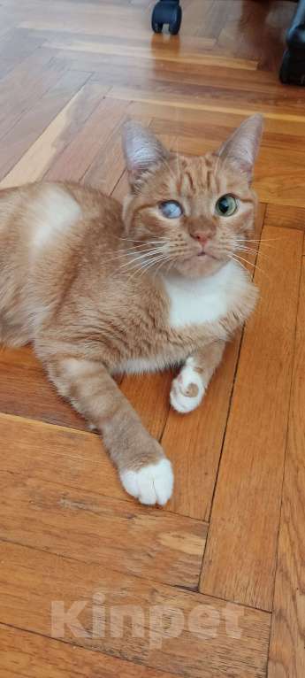 Кошки в Москве: Кошка Рыжуля в добрые руки  Девочка, Бесплатно - фото 5