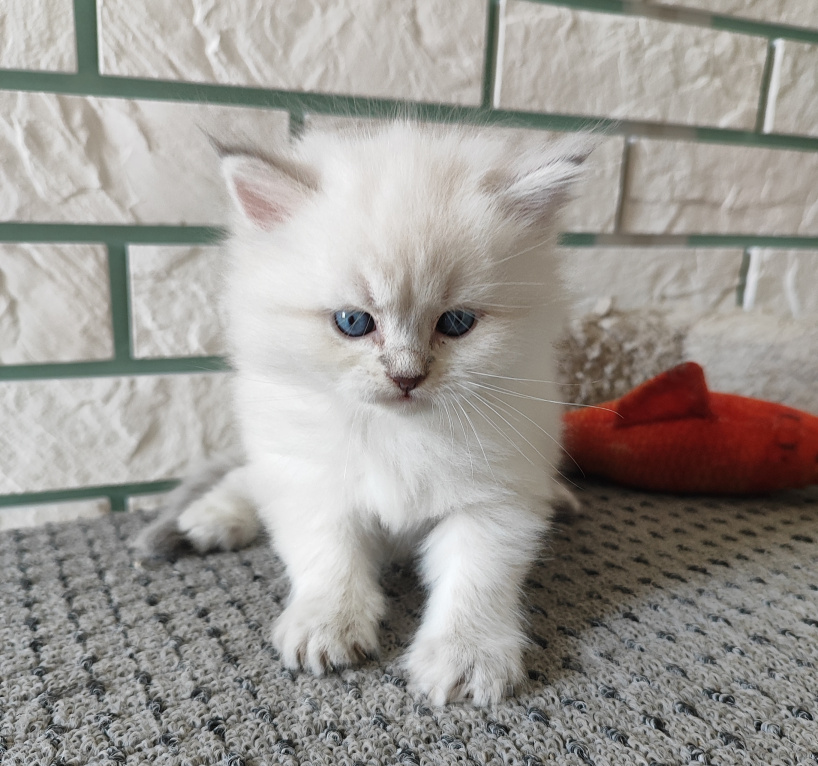 Кошки в Новосибирске: Котик блю табби Мальчик, Бесплатно - фото 3