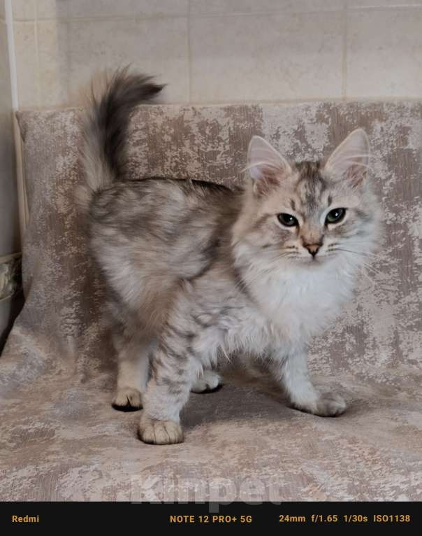 Кошки в Санкт-Петербурге: Предлагаются к продаже сибирские кошки Мальчик, 40 000 руб. - фото 1