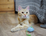 Кошки в Москве: Котенок Сола ищет дом Девочка, Бесплатно - фото 8