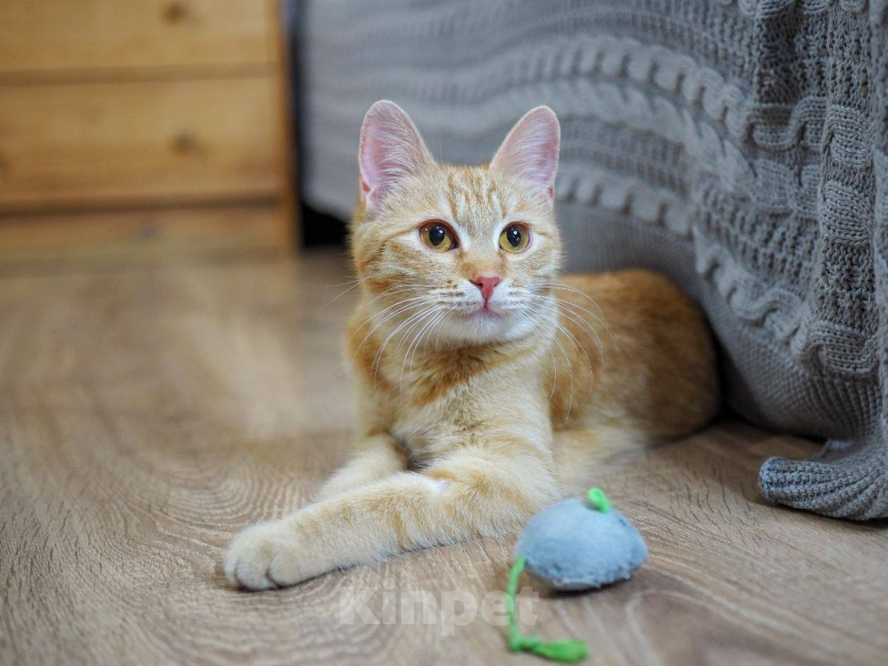 Кошки в Москве: Котенок Сола ищет дом Девочка, Бесплатно - фото 8