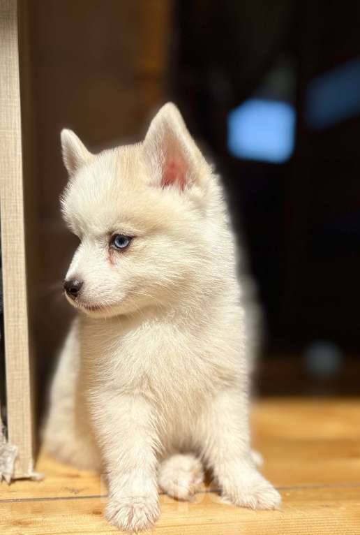 Собаки в Балашихе: Помски мальчик Брюс, великолепный малыш.  Мальчик, 60 000 руб. - фото 9