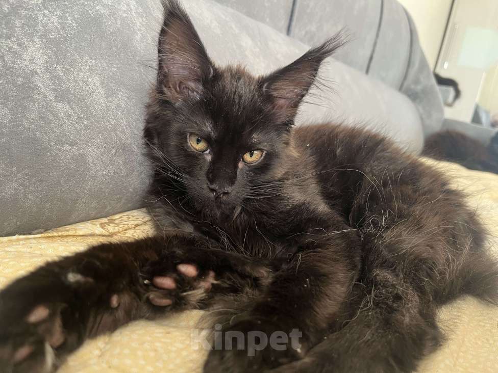 Кошки в Санкт-Петербурге: Бетти Девочка, 25 999 руб. - фото 2