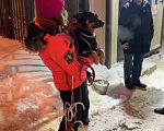 Собаки в Москве: Мартин ищет семью Мальчик, Бесплатно - фото 2
