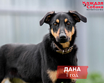 Собаки в других городах Московской области: 🐶 Дана — Чем я не ротвейлер? Девочка, Бесплатно - фото 1