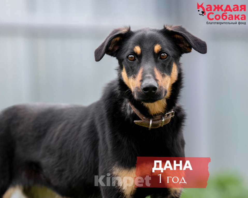 Собаки в других городах Московской области: 🐶 Дана — Чем я не ротвейлер? Девочка, Бесплатно - фото 1