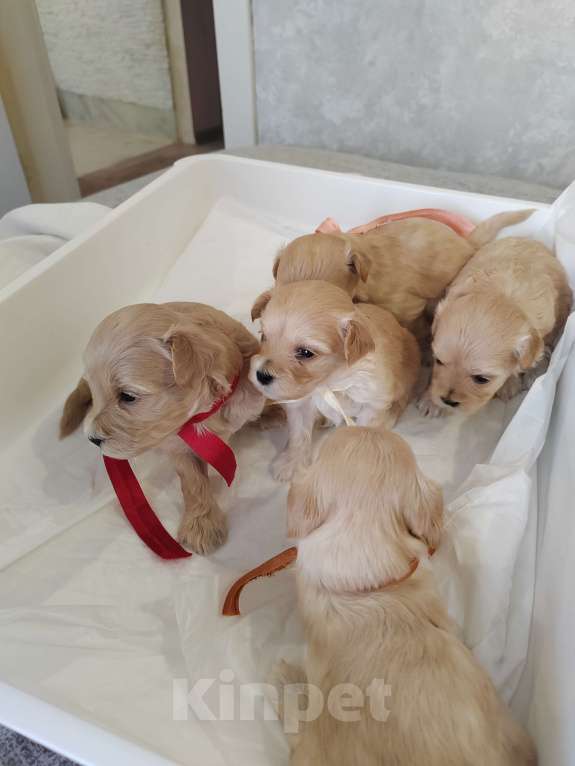 Собаки в Энгельс-19: Малыши мальтипу f1 Мальчик, 120 000 руб. - фото 10