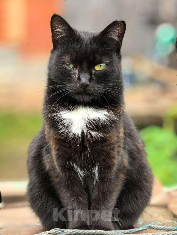 Кошки в Казани: Кошка в добрые руки Девочка, Бесплатно - фото 1