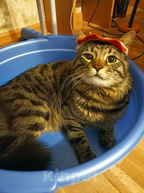 Кошки в Орле: Котик Мальчик, Бесплатно - фото 3