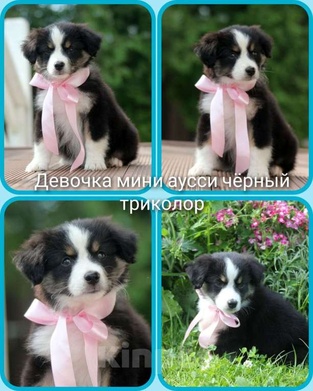 Собаки в Пушкино: Щенки миниатюрной американской овчарки. Щенки мини аусси. Щенки массы Девочка, Бесплатно - фото 2