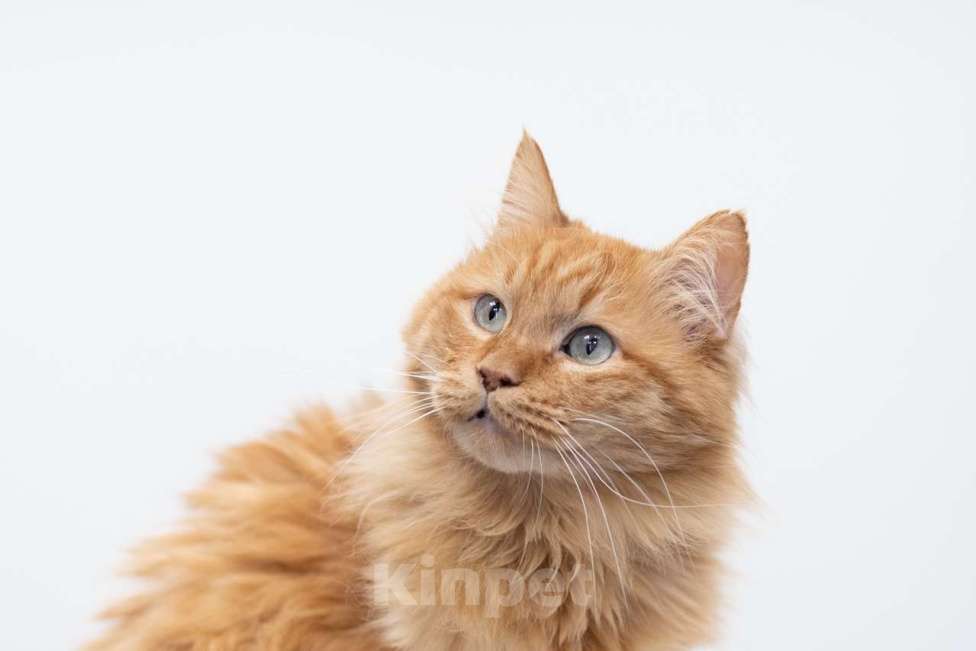 Кошки в Москве: Царь Мальчик, Бесплатно - фото 5