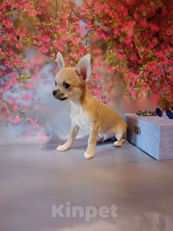 Собаки в Москве: Ласковый и нежный мачо Мальчик, 35 000 руб. - фото 2