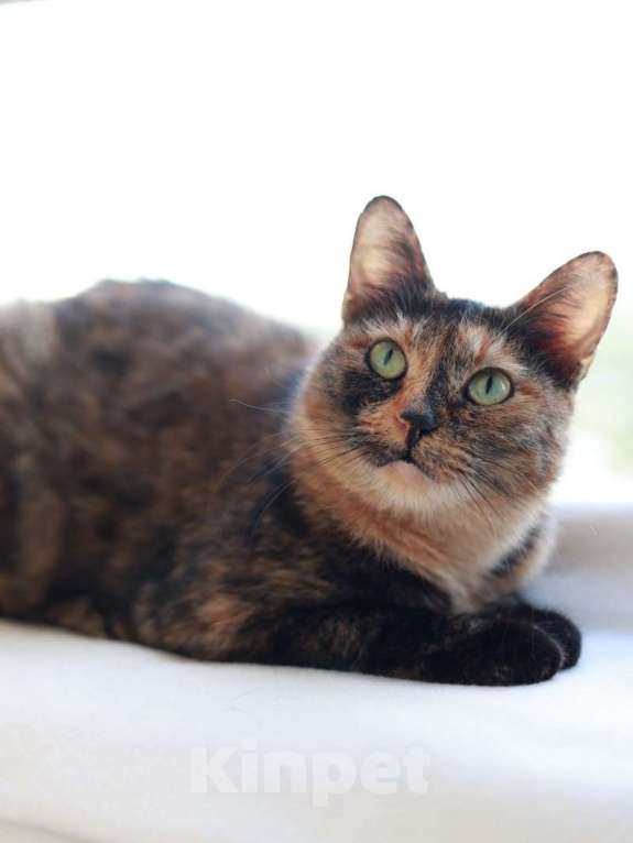 Кошки в Москве: Кошка для тепла и уюта Девочка, Бесплатно - фото 4