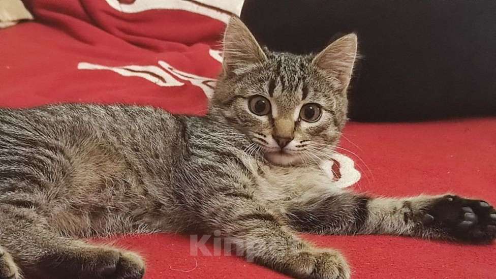 Кошки в Москве: Басик готов к переезду. Добрые хозяева - где вы? Мальчик, Бесплатно - фото 1