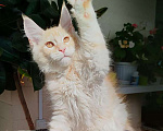 Кошки в Барнауле: Котята мейн-кун Девочка, Бесплатно - фото 1