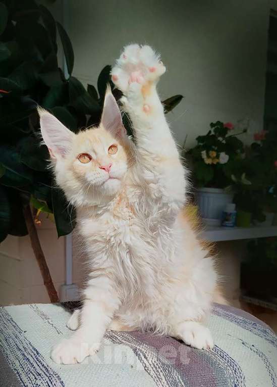 Кошки в Барнауле: Котята мейн-кун Девочка, Бесплатно - фото 1