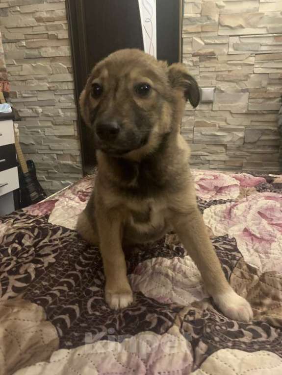 Собаки в Москве: Малыш щенок Тимон ждет своих чудеснейших пап, мам Мальчик, Бесплатно - фото 2